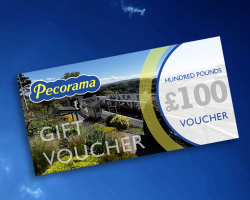 £100 Gift Voucher