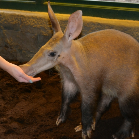 AARDVARK VIP EXPERIENCE VOUCHER
