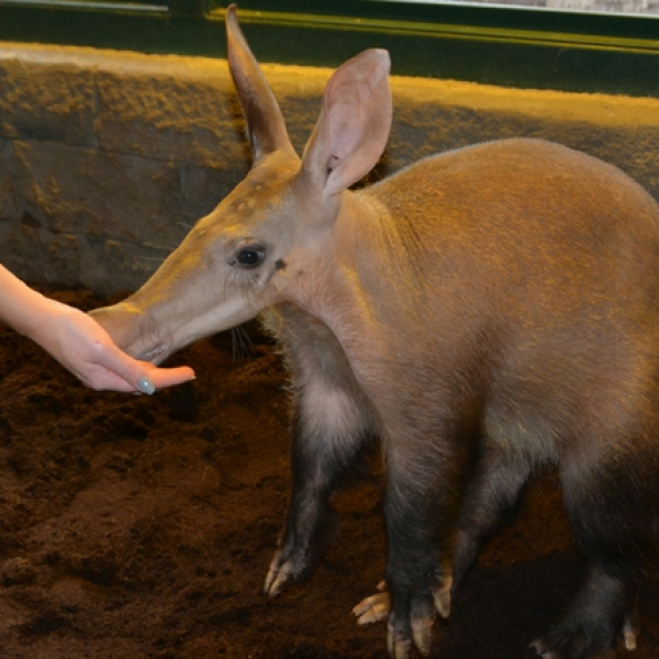 AARDVARK VIP EXPERIENCE VOUCHER