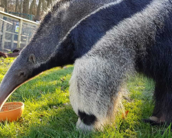 Anteater Animal Experience Gift