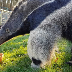 Anteater Animal Experience Gift