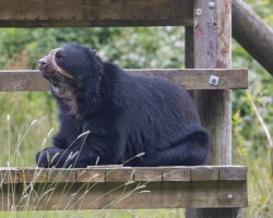 Bear Experience for Two