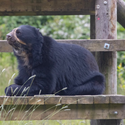 Bear Experience for Two