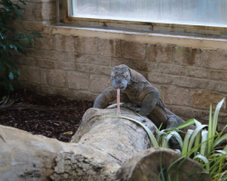 Voucher - Experience - Komodo Dragon Keeper