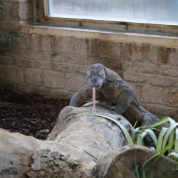 Voucher - Experience - Komodo Dragon Keeper