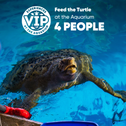 Gift Ticket - Feed The Turtle at The Aquarium [4 people]