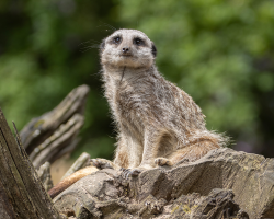 Meerkat Experience for one