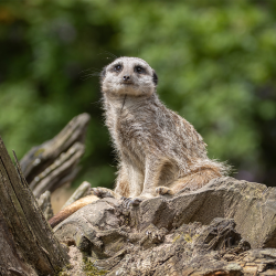 Meerkat Experience for one