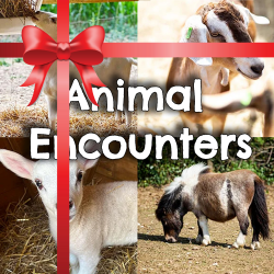 Animal Encounter for 4