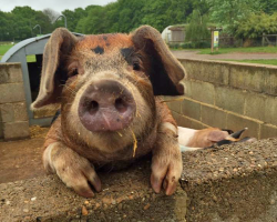 Child Afternoon Tea Gift Voucher