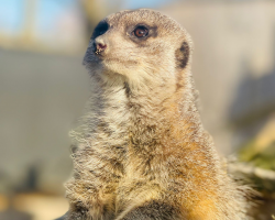 Meerkat Experience