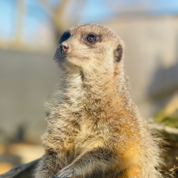 Meerkat Experience