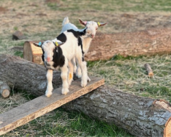 Gift Voucher - In With The Goats / Kids: 3 People