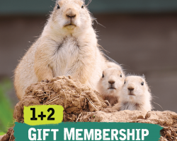 1+2 Gift Membership