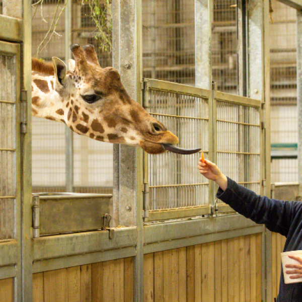 GIRAFFE VIP EXPERIENCE VOUCHER