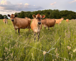 Cow Cuddling Experience For 5