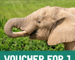 Voucher: Elephant Experience for One