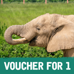 Voucher: Elephant Experience for One