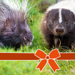 Encounter Voucher: Porcupine & Skunk