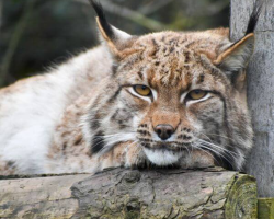 Lynx Experience