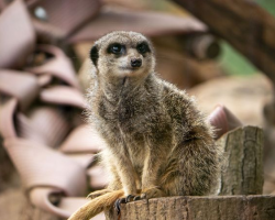 Meet the Meerkats