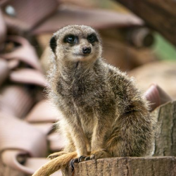 Meet the Meerkats