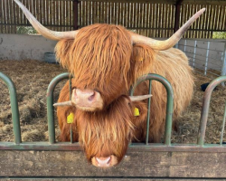 Highland Cow Experience