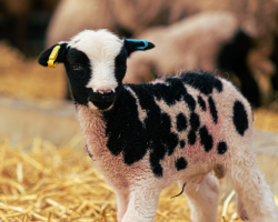 Child Afternoon Tea AND Farm Entrance Gift Voucher