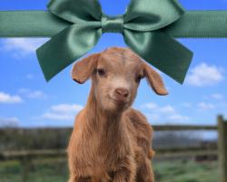 Day Entry Gift Voucher £50