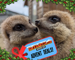 Advent Gift: MEERKAT EXPERIENCE - 1 person