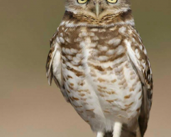 Burrowing Owl Encounter for 1 person GV