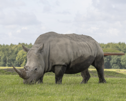 Family Rhino Experience