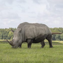 Family Rhino Experience