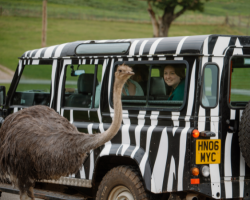 BRONZE VIP SAFARI TOUR VOUCHER