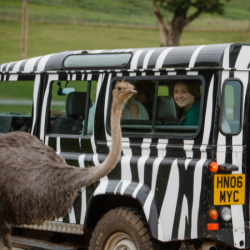 BRONZE VIP SAFARI TOUR VOUCHER