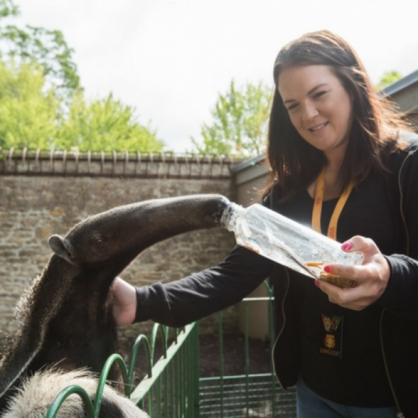 GIANT ANTEATER VIP EXPERIENCE VOUCHER