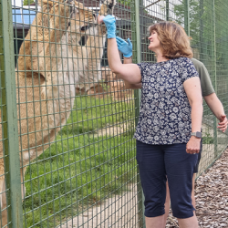 Big Cat Encounter weekend with guest Gift Voucher