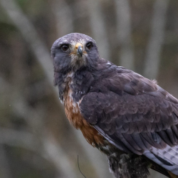 Raptor Quest: 5-Day Certification Journey