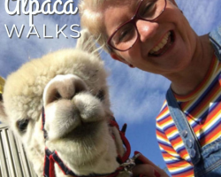 Adult Alpaca Walk Gift Vouchers