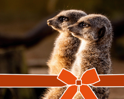 Encounter Voucher: Meerkat