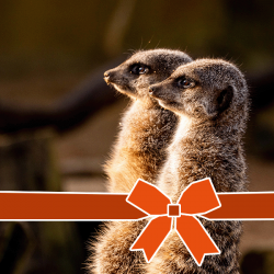 Encounter Voucher: Meerkat