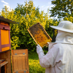 Beekeeping Experience Voucher