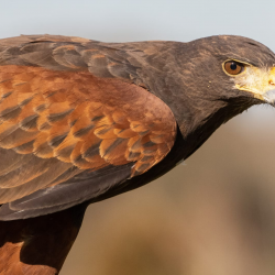 Hawk Walk