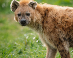 WOLF & HYENA VIP EXPERIENCE VOUCHER