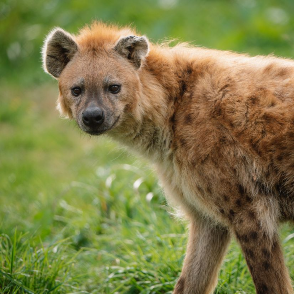 WOLF & HYENA VIP EXPERIENCE VOUCHER