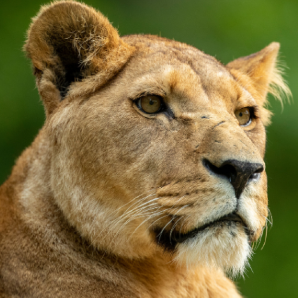 BIG CAT PHOTOGRAPHIC VIP EXPERIENCE VOUCHER