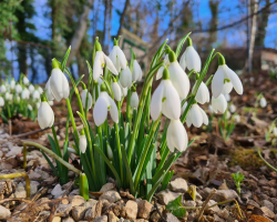 Snowdrops Gift Voucher