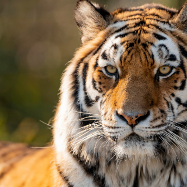TIGER FEEDING VIP EXPERIENCE VOUCHER