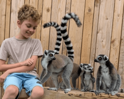 Gift: RING-TAILED LEMUR EXPERIENCE - 1 person