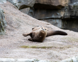 GIANT OTTER VIP EXPERIENCE VOUCHER